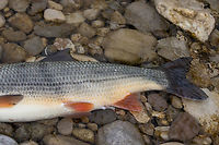 Washed up Nase (Chondrostoma nasus) - tail For the whole story, see<br />
https://www.jungledragon.com/image/159045/chondrostoma_nasus.html Chondrostoma nasus,Common nase,Deutschland,Fisch,Geotagged,Germany,München,Spring
