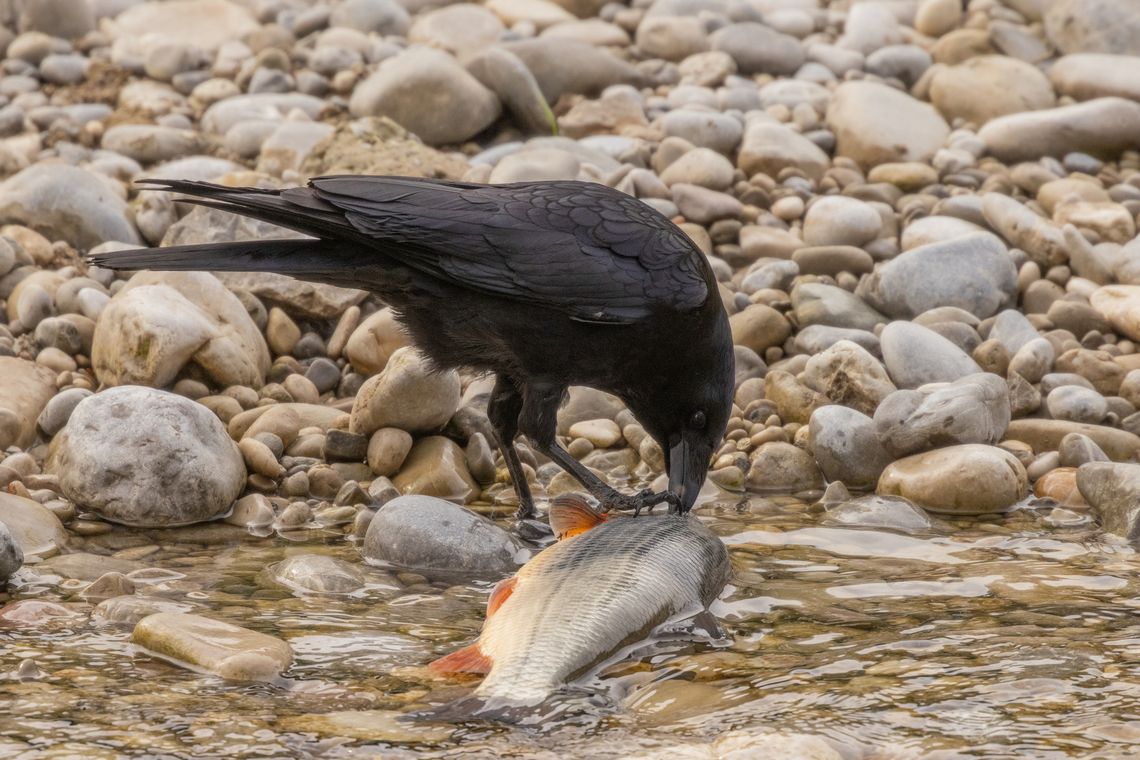 A crow eating a washed up Nase (Chondrostoma nasus) A carrion crow eating a washed up Nase on the banks of the river Isar within Munich city proper.<br />
For the whole story, see<br />
<figure class="photo"><a href="https://www.jungledragon.com/image/159045/common_nase_chondrostoma_nasus_during_reproduction.html" title="Common nase (Chondrostoma nasus) during reproduction"><img src="https://s3.amazonaws.com/media.jungledragon.com/images/8383/159045_thumb.jpg?AWSAccessKeyId=05GMT0V3GWVNE7GGM1R2&Expires=1769040010&Signature=wf6%2FabB%2BjSDUDP3ULi550OcrMp8%3D" width="200" height="134" alt="Common nase (Chondrostoma nasus) during reproduction This was one of those moments you can't plan for&hellip;<br />
<br />
I got up early this morning and walked the few minutes it takes to get to the banks of the river Isar that flows through my hometown Munich. Actually, I was hoping to catch a glimpse of a White or a Grey wagtail (indeed, I saw both!). But then I noticed that in the flat waters, bordered by rocks and pebbles, I repeatedly heard splashing noises, like you can can hear when a large bird is bathing. Only, I saw no birds at that spot.<br />
<br />
So I went a little close, and lo and behold, there were about 50 dark forms in the water - a group of fish, each trying to defend their place. And occasionally a few of them would vie for a better place, splashing around. As I read up, this is usually a sign that a female is in the process of spawning eggs, so that a number of males immediately tries to be the first to place their sperm.<br />
<br />
Watching this spectacle was completely unexpected for me, because the little sand- and rock-banks around those riverbanks are usually very heavily &ldquo;populated&rdquo; by thousands of people who go there to barbecue, drink, listen to music, drink, relax and drink. And since last night was Saturday with record breaking temperatures for early April, half of the city had apparently been there to party last night, judging from the amount of trash and empty bottles I saw this morning.<br />
<br />
Anyway, I felt more like being in the Canadian wilderness watching this outburst of Nature.<br />
<br />
One of the fish had washed up on the riverbank, allowing a clear identification. Head:<br />
https://www.jungledragon.com/image/159046/washed_up_nase_chondrostoma_nasus_-_head.html<br />
<br />
Tail:<br />
https://www.jungledragon.com/image/159047/chondrostoma_nasus.html<br />
<br />
Notice the already missing eye&hellip; When I switched to the other side of the river channel, I watched the aptly named Carrion crow having an easy breakfast:<br />
https://www.jungledragon.com/image/159048/a_crow_eating_a_washed_up_nase_chondrostoma_nasus.html<br />
 Chondrostoma nasus,Common nase,Deutschland,Fisch,Geotagged,Germany,M&uuml;nchen,Spring" /></a></figure> Bird,Carrion Crow,Corvus corone,Deutschland,Fisch,Geotagged,Germany,M&uuml;nchen,Spring,Tiere,Vogel,pajaro