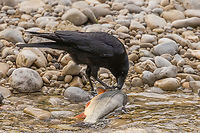 A crow eating a washed up Nase (Chondrostoma nasus) A carrion crow eating a washed up Nase on the banks of the river Isar within Munich city proper.<br />
For the whole story, see<br />
https://www.jungledragon.com/image/159045/chondrostoma_nasus.html Bird,Carrion Crow,Corvus corone,Deutschland,Fisch,Geotagged,Germany,München,Spring,Tiere,Vogel,pajaro