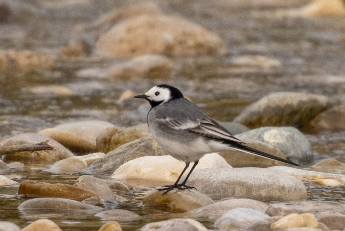 White wagtail (Motacilla alba) living the big city life As I&#039;ve written before under various of my pictures, I saw this wagtail very close to my home, within (!) the city of Munich on the rocky banks of the river Isar. Bird,Deutschland,Geotagged,Germany,Motacilla alba,München,Spring,Tiere,Vogel,White wagtail,pajaro