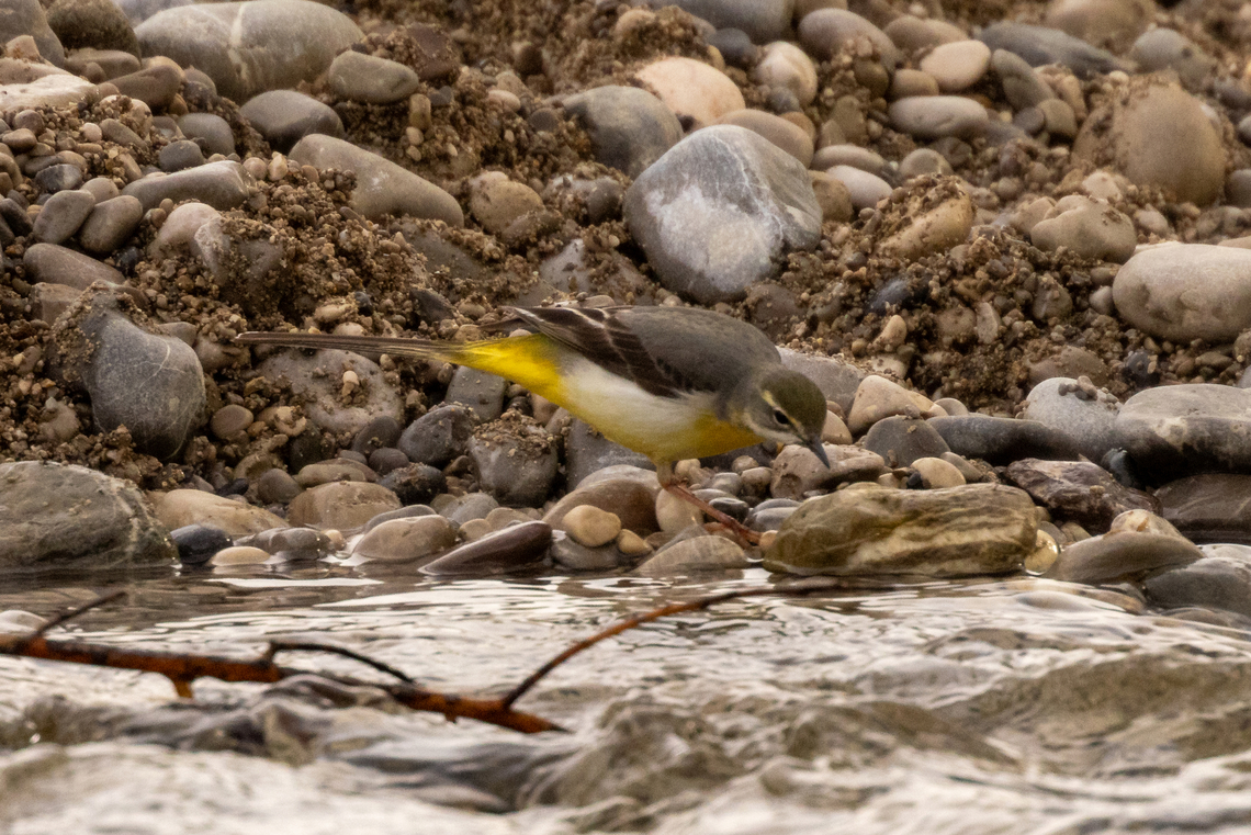 A Grey wagtail (Motacilla cinerea) living the big city life To complete my short series from this morning&#039;s walk: a grey wagtail, in the same spot within Munich city proper where I also saw the White wagtail and the group of spawning Nase fish. Bird,Deutschland,Geotagged,Germany,Grey wagtail,Motacilla cinerea,München,Spring,Tiere,Vogel,pajaro