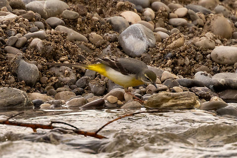 A Grey wagtail (Motacilla cinerea) living the big city life To complete my short series from this morning's walk: a grey wagtail, in the same spot within Munich city proper where I also saw the White wagtail and the group of spawning Nase fish. Bird,Deutschland,Geotagged,Germany,Grey wagtail,Motacilla cinerea,M&uuml;nchen,Spring,Tiere,Vogel,pajaro