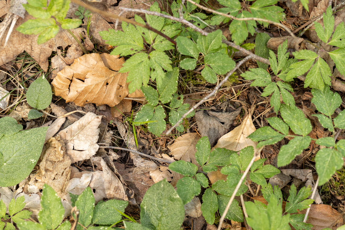 Where's Wally? Can you spot the hidden insect? From today&#039;s hike along the riparian forest habitat on the banks of the Mangfall river, close to Miesbach.<br />
<br />
I do have a close-up of the insect in question, but I thought I&#039;d post this as a little challenge.<br />
The yellow dust you can see everywhere is a sign that the conifers in the region are in the process of releasing their pollen - in abundant quantities&hellip; Deutschland,Geotagged,Germany,Insekt,Spring