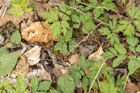 Where's Wally? Can you spot the hidden insect? From today's hike along the riparian forest habitat on the banks of the Mangfall river, close to Miesbach.

I do have a close-up of the insect in question, but I thought I'd post this as a little challenge.
The yellow dust you can see everywhere is a sign that the conifers in the region are in the process of releasing their pollen - in abundant quantities&hellip; Deutschland,Geotagged,Germany,Insekt,Spring