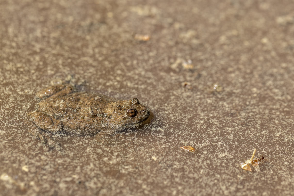 Yellow-bellied toad (Bombina variegata) From today&#039;s hike along the riparian forest habitat on the banks of the Mangfall river, close to Miesbach.<br />
<br />
There was this muddy puddle in the path, covered with lots of conifer pollen, and three toads sitting in it. Pretty well camouflaged&hellip; <br />
The characteristic yellow belly can&#039;t be seen in this picture - but we were able to see it when the toad climbed out of the water. Amphibien,Bombina variegata,Deutschland,Geotagged,Germany,Spring,Yellow-bellied toad