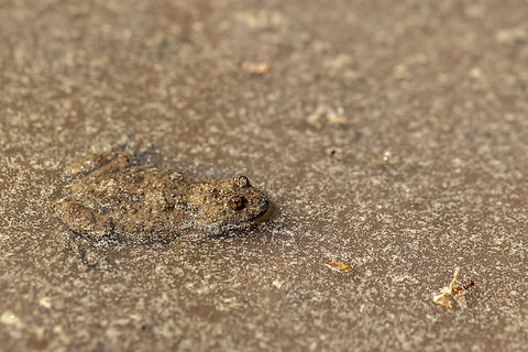 Yellow-bellied toad (Bombina variegata) From today's hike along the riparian forest habitat on the banks of the Mangfall river, close to Miesbach.

There was this muddy puddle in the path, covered with lots of conifer pollen, and three toads sitting in it. Pretty well camouflaged&hellip; 
The characteristic yellow belly can't be seen in this picture - but we were able to see it when the toad climbed out of the water. Amphibien,Bombina variegata,Deutschland,Geotagged,Germany,Spring,Yellow-bellied toad