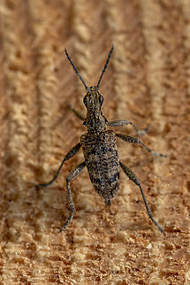 Ribbed pine borer (Rhagium inquisitor) We found several of these longhorn beetles on a pile of cut timber, where they had very likely spent the winter. Deutschland,Geotagged,Germany,Insekt,K&auml;fer,Rhagium inquisitor,Spring,Tiere