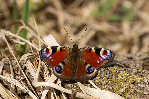 European Peacock butterfly (Aglais io) Very common, every child knows it.
But still, I found the colours striking. A butterfly in “mint condition”. Deutschland,European Peacock,Falter,Geotagged,Germany,Inachis io,Insekt,Schmetterling,Spring,Tiere,butterfly,mariposa