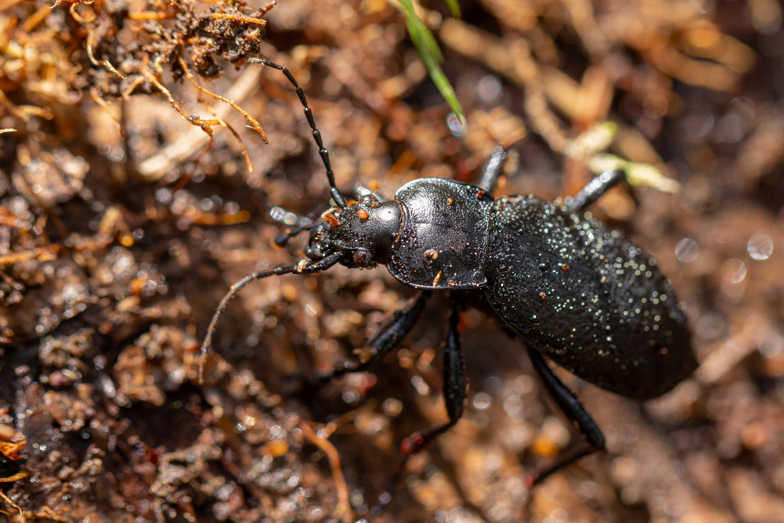Leather ground beetle (Carabus coriaceus) (at least, that's the literal translation from the German common name, &ldquo;Lederlaufk&auml;fer&rdquo;)<br />
The reason why this beetle is covered with so many particles is because it was hiding under a piece of bark on a fallen, decomposing tree. After I took this picture, we restored the cover again&hellip; Carabus coriaceus,Deutschland,Geotagged,Germany,Insekt,K&auml;fer,Spring,Tiere