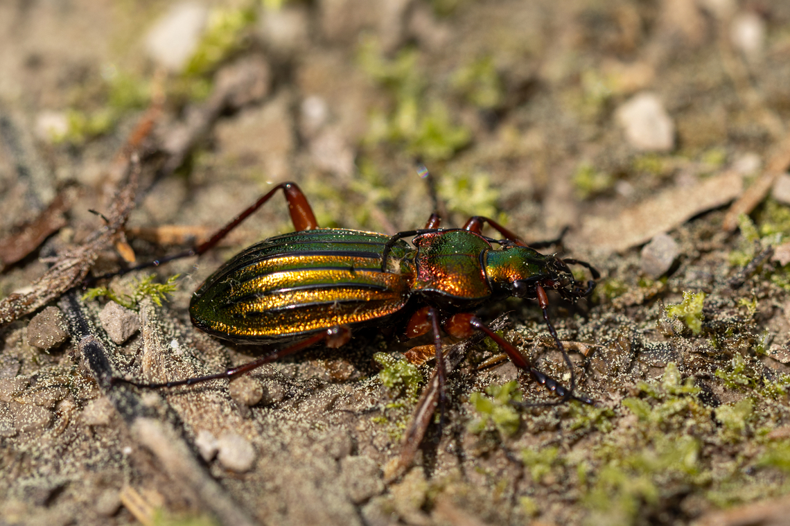 Carabus auronitens A lucky find, as this &ldquo;golden-sheen ground beetle&rdquo; (verbatim translation from the German common name &quot;Goldgl&auml;nzender Laufk&auml;fer&rdquo;) just happened to cross our path when we came along. Carabus auronitens,Deutschland,Geotagged,Germany,Insekt,Käfer,Spring,Tiere