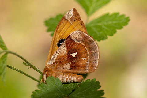 Headless Tau Emperor (Aglia tau) During today's hike along the riparian forest habitat on the banks of the Mangfall river, close to Miesbach, we saw many of these diurnal saturniids, endlessly prowling their habitat in search of a mate. Since they rarely ever sit down, getting a picture is hard.
Well, this specific individual had apparently just gotten its head bitten off (presumably by some bird). Its legs were still twitching. But all in all, it was rather cooperative in sitting still and posing for a photo&hellip; Aglia tau,Deutschland,Falter,Geotagged,Germany,Insekt,Schmetterling,Spring,Tau Emperor Moth,Tiere,butterfly,mariposa
