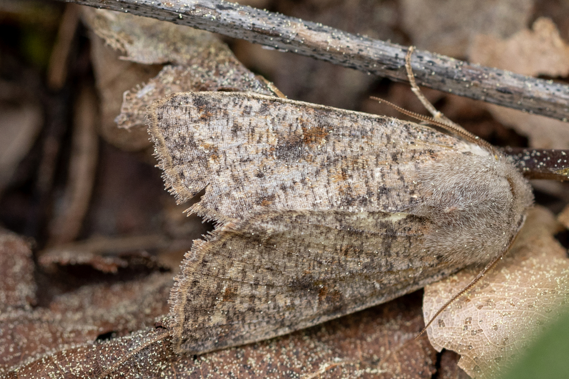 Clouded drab (Orthosia incerta) - DE: Variable Kätzcheneule As in most pictures from today&#039;s hike along the riparian forest habitat on the banks of the Mangfall river, close to Miesbach, you can see conifer pollen everywhere, also on this moth and the leaves it is sitting on.<br />
<br />
Viewed from 1 meter distance, it is quite hard to spot. My partner only noticed it since a leave fell close by and the little movement was enough to trigger the &rdquo;butterfly 6th sense&rdquo;. See for yourself:<br />
<a href="https://www.jungledragon.com/image/159183" rel="nofollow">https://www.jungledragon.com/image/159183</a> Clouded Drab,Deutschland,Falter,Geotagged,Germany,Insekt,Orthosia incerta,Schmetterling,Spring,Tiere,butterfly,mariposa