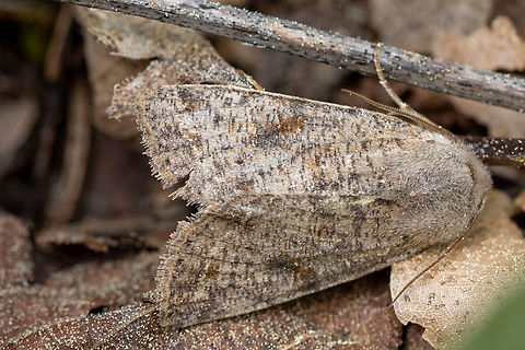 Clouded drab (Orthosia incerta) - DE: Variable K&auml;tzcheneule As in most pictures from today's hike along the riparian forest habitat on the banks of the Mangfall river, close to Miesbach, you can see conifer pollen everywhere, also on this moth and the leaves it is sitting on.

Viewed from 1 meter distance, it is quite hard to spot. My partner only noticed it since a leave fell close by and the little movement was enough to trigger the &rdquo;butterfly 6th sense&rdquo;. See for yourself:
https://www.jungledragon.com/image/159183 Clouded Drab,Deutschland,Falter,Geotagged,Germany,Insekt,Orthosia incerta,Schmetterling,Spring,Tiere,butterfly,mariposa