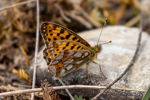 Queen of Spain Fritillary (Issoria lathonia) From heath-lands north of Munich Deutschland,Falter,Geotagged,Germany,Insekt,Issoria lathonia,M&uuml;nchen,Queen of Spain Fritillary,Schmetterling,Spring,Tiere,butterfly,mariposa