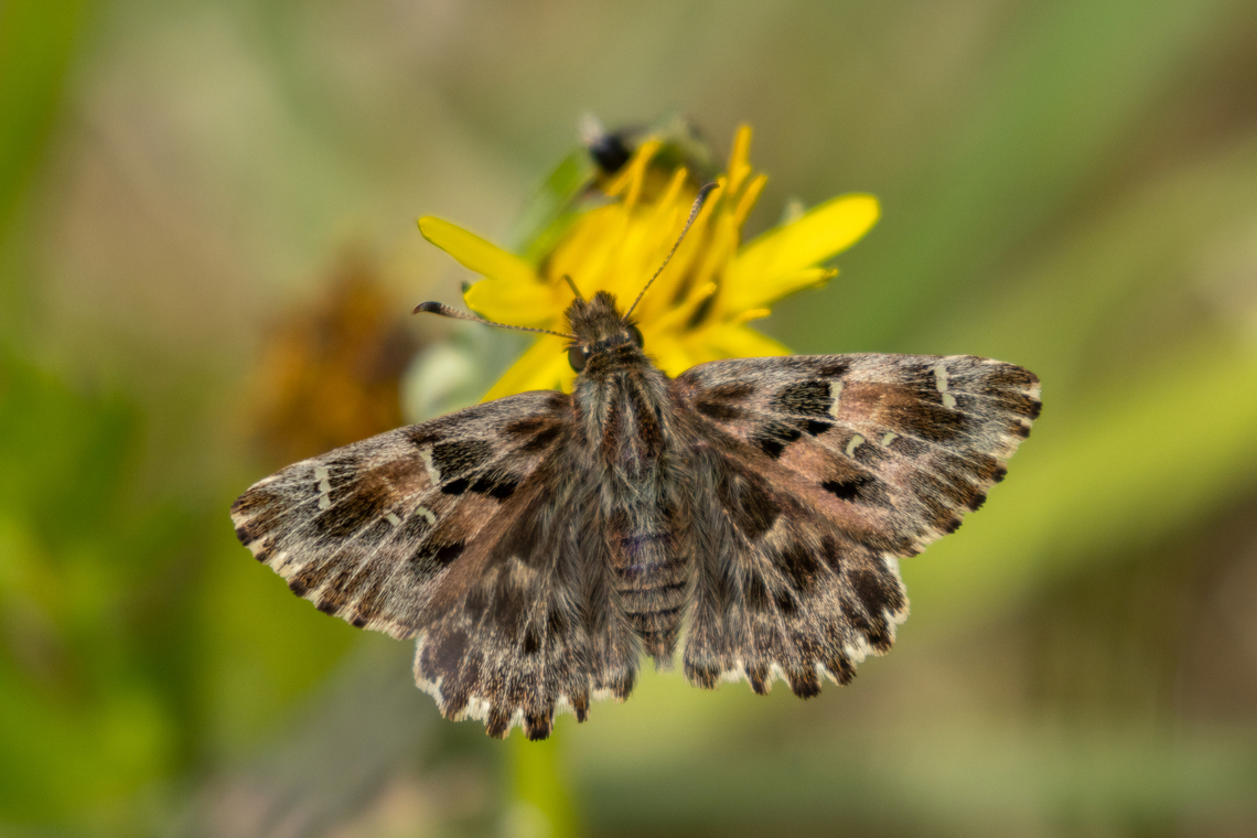 Mallow Skipper (Carcharodus alceae) From a patch of heath-lands to the north of Munich Carcharodus alceae,Deutschland,Falter,Geotagged,Germany,Insekt,Mallow Skipper,München,Schmetterling,Spring,Tiere,butterfly,mariposa