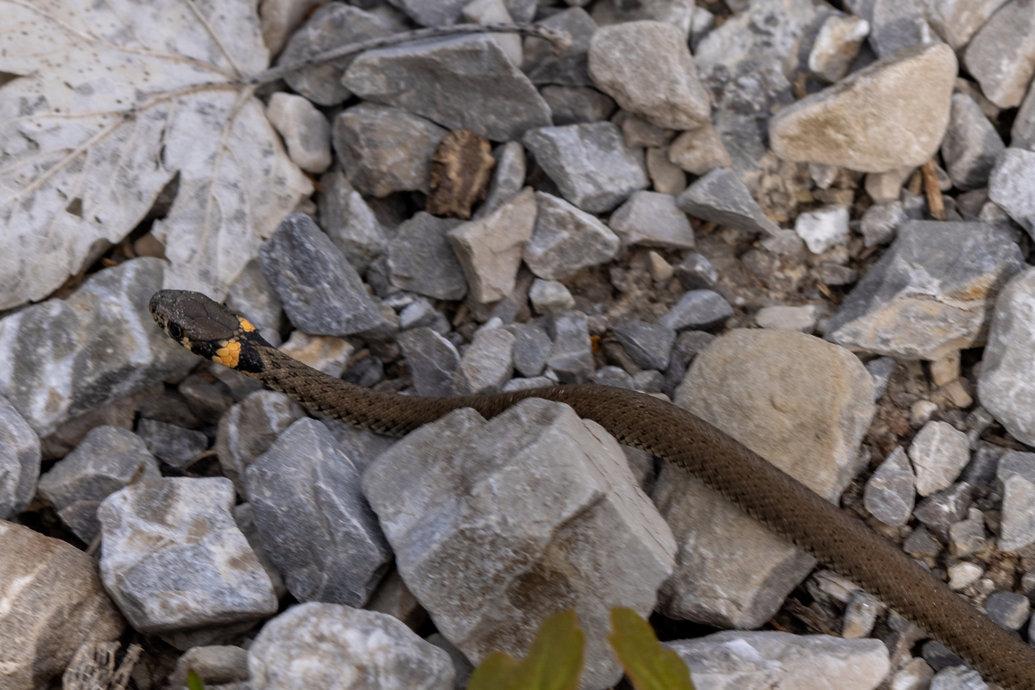 Grass Snake (Natrix natrix) Found on the slopes of the alpine region east of Oberau, in the Garmisch region. Actually, it was sitting right in a dried-out riverbed, probably trying to catch some rays of sun. Deutschland,Geotagged,Germany,Grass snake,Natrix natrix,Reptilien,Schlange,Spring