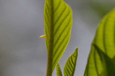 Egg of Common Brimstone (Gonepteryx rhamni) The situation around this photo was quite ironic:
My partner and me were doing a little hike up the eastern slope of a mountain in the alpine region near Garmisch. We were discussing that the number of insects in flight was rather lower than expected. He said, with all those alder buckthorns (Frangula alnus) around, there should at least be a female Common Brimstone depositing eggs. About 5 seconds later, we saw a female Common Brimstone&hellip; I then asked: &ldquo;Remind me again, what does an Alder buckthorn (in German: Faulbaum) look like?&rdquo; Just a couple of steps down the path he points to a tree, shows a bunch of leaves and tells me: &ldquo;This is it. Look, this would be a typical batch of leaves for Brimstone eggs. And here we have one!&rdquo;

Needless to say I would never ever have spotted it on my own. The benefits of hiking with a lepidopterologist :) Common brimstone,Deutschland,Falter,Geotagged,Germany,Gonepteryx rhamni,Insekt,Schmetterling,Spring,Tiere,butterfly,mariposa