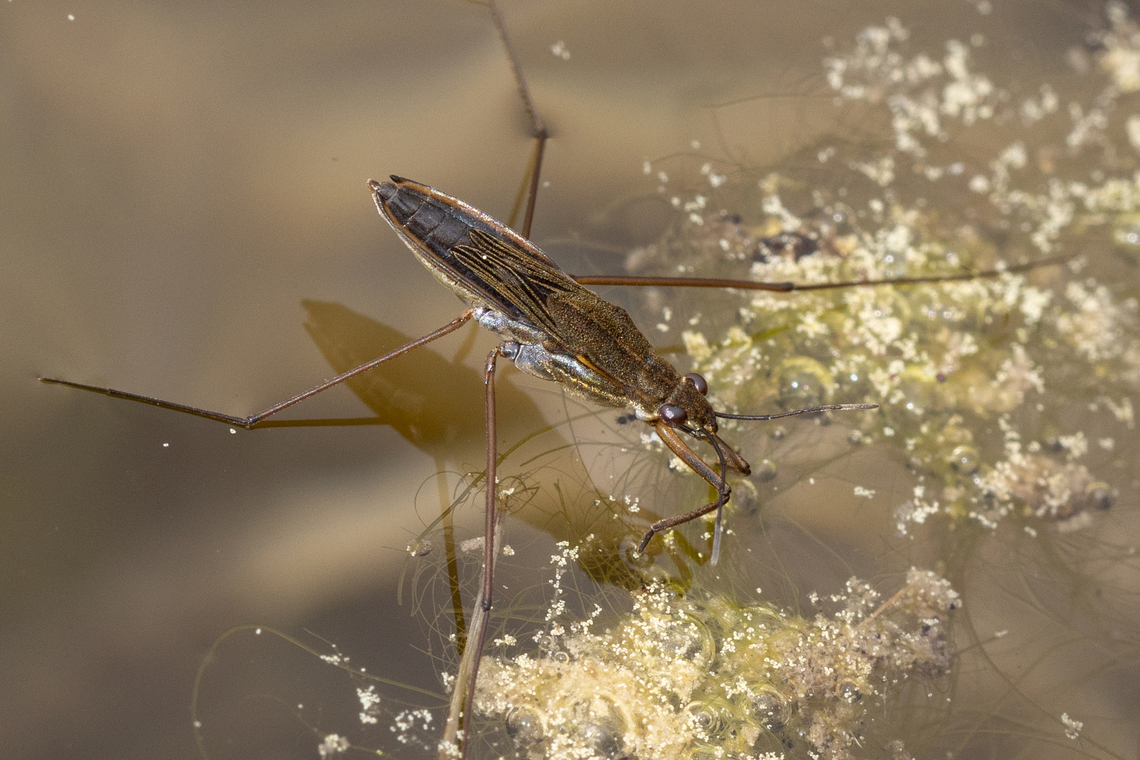 Water strider (Gerris spec.) Probably quite impossible to identify the exact species. Could be Gerris lacustris or Gerris gibbifer? Common pond skater,Deutschland,Geotagged,Germany,Gerris lacustris,Insekt,Spring