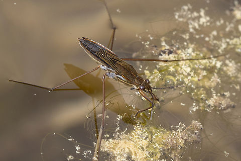 Water strider (Gerris spec.) Probably quite impossible to identify the exact species. Could be Gerris lacustris or Gerris gibbifer? Common pond skater,Deutschland,Geotagged,Germany,Gerris lacustris,Insekt,Spring