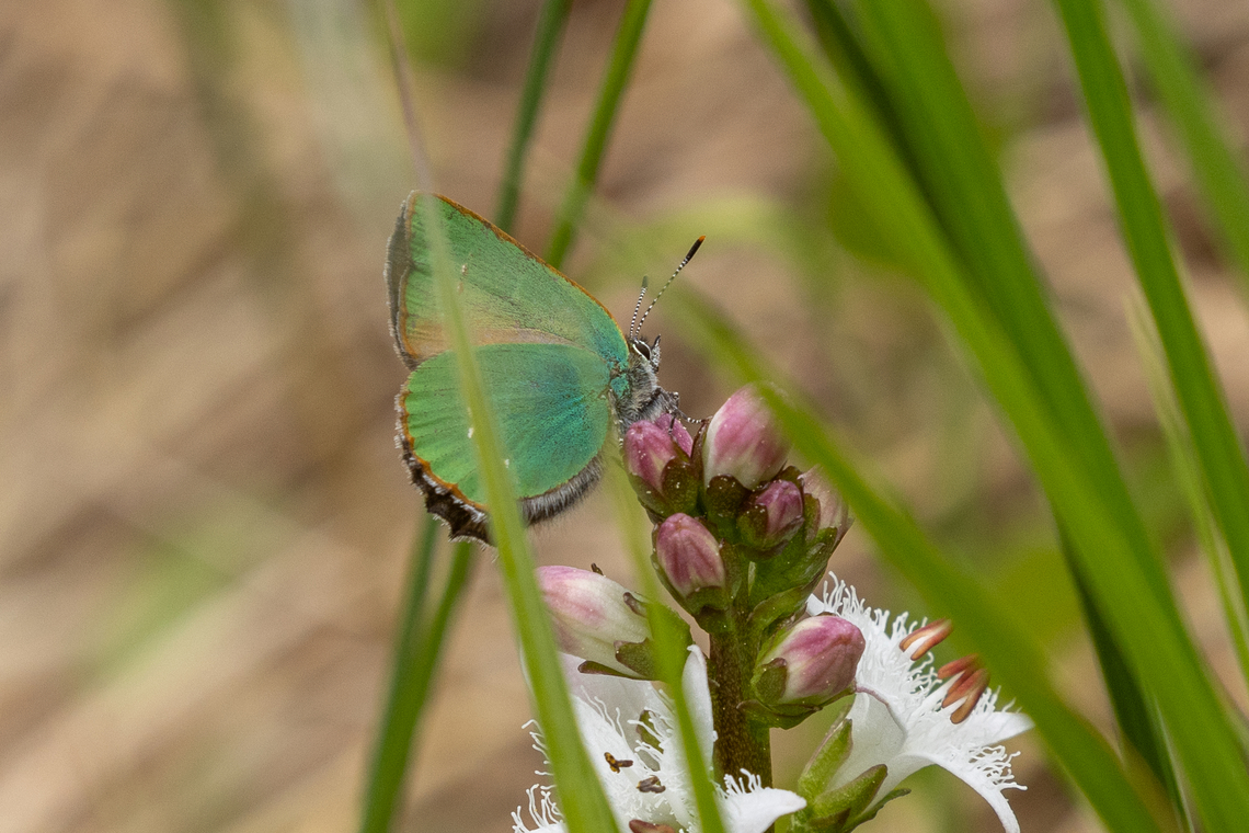Green Hairstreak (Callophrys rubi) We&#039;ve seen this butterfly all over Europe, from the Iberian peninsula to Slovenia.<br />
Today we saw one in a moor-like area between the mountain range and the river Loisach north of Garmisch. Callophrys rubi,Deutschland,Falter,Geotagged,Germany,Green Hairstreak,Insekt,Schmetterling,Spring,Tiere,butterfly,mariposa