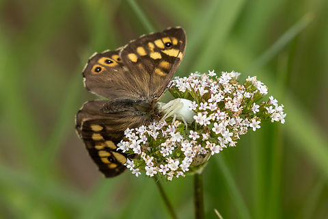 Crab spider (Misumena vatia) with prey (Pararge aegeria) I've seen many kinds of scenes like this, they never cease to amaze me. The crab spider can adjust its colour from white to yellow to green, according to the flower it is lurking on.
In this case, a Speckled Wood (Pararge aegeria) was the victim of its ingenious camouflage. Deutschland,Falter,Geotagged,Germany,Goldenrod crab spider,Insekt,Misumena vatia,Schmetterling,Spinne,Spring,Tiere,araña,butterfly,mariposa,spider