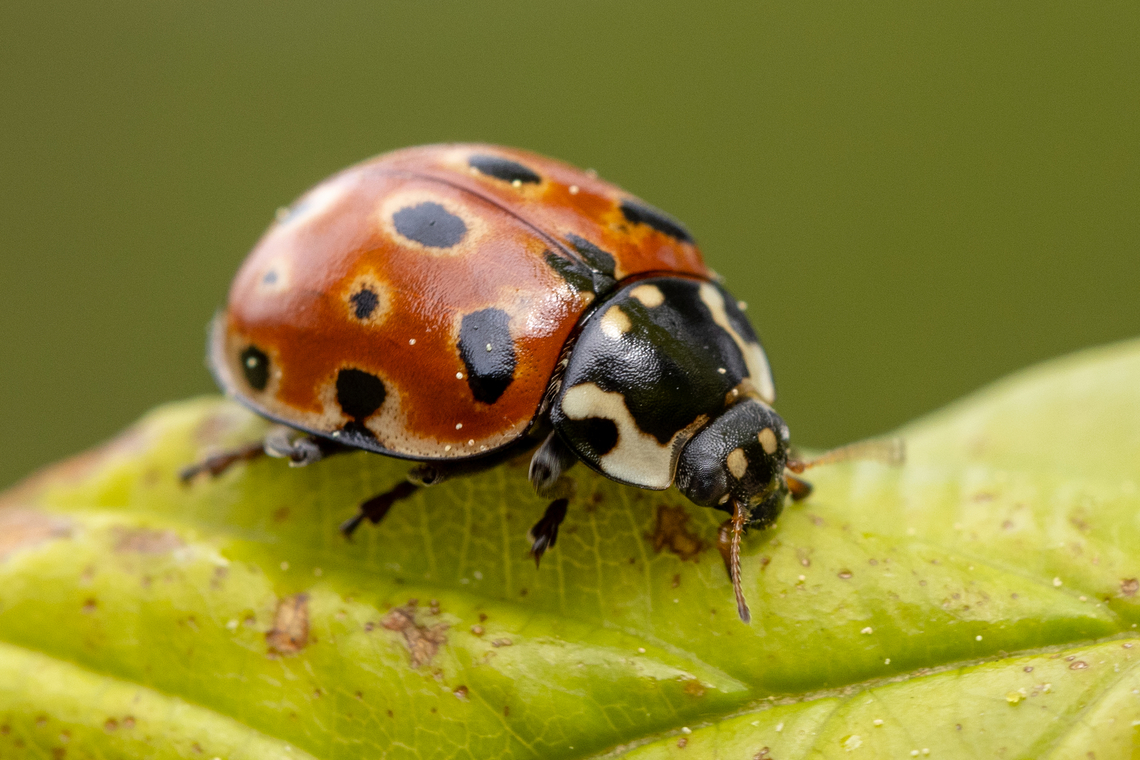 Eyed Ladybird (Anatis ocellata) Found sitting on a leaf of a tree in open forest on the eastern slopes of the alpine mountain range north of Garmisch. Anatis ocellata,Deutschland,Eyed Ladybird,Geotagged,Germany,Insekt,K&auml;fer,Spring,Tiere