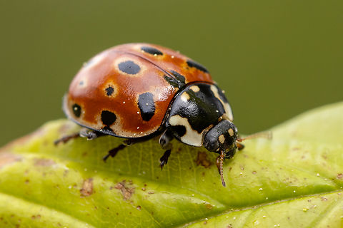 Eyed Ladybird (Anatis ocellata) Found sitting on a leaf of a tree in open forest on the eastern slopes of the alpine mountain range north of Garmisch. Anatis ocellata,Deutschland,Eyed Ladybird,Geotagged,Germany,Insekt,K&auml;fer,Spring,Tiere