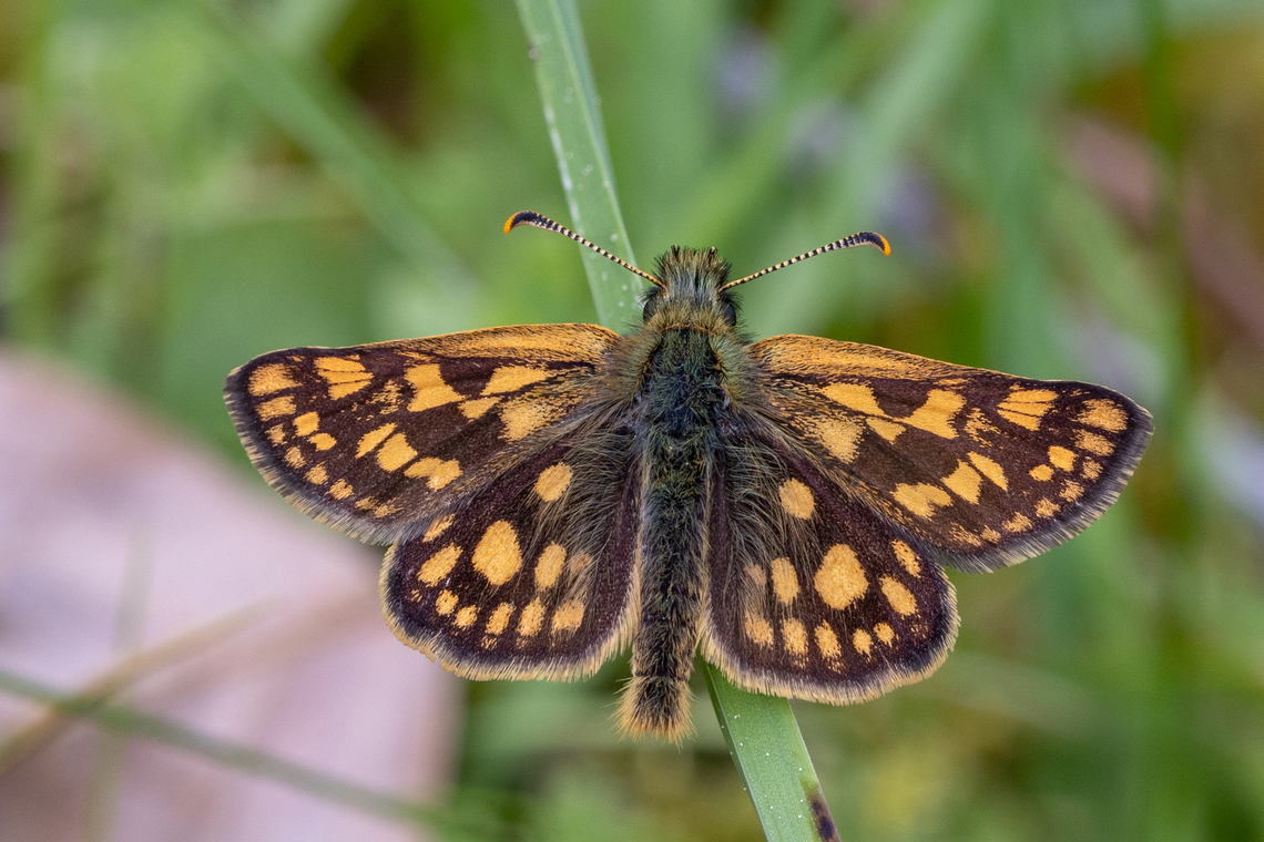 Checkered skipper (Carterocephalus palaemon) This little fellow was very obliging and willingly showed its full beauty to the photographer. Carterocephalus palaemon,Chequered skipper,Deutschland,Falter,Geotagged,Germany,Insekt,Schmetterling,Spring,Tiere,butterfly,mariposa