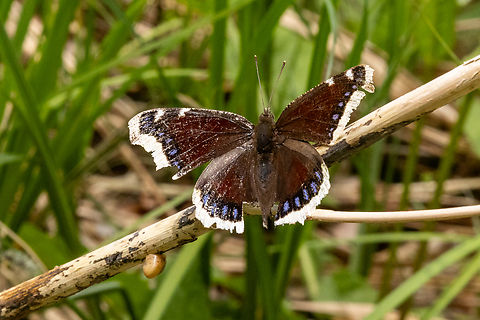 A “veteran” Mourning Cloak (Nymphalis antiopa) This find made my day! This was the first time ever that I saw a Mourning Cloak in the wild.
I've developed a kind of “sensor” for spotting butterfly movements (far from my lepidopterologist partner, though) and was focusing on some Skippers when out of the corner of my eyes I noticed this really large butterfly zooming by. Because of its dark overall colour and the white rim I immediately recognised it, and could barely contain myself with joy. 

Well, about half an hour of excitement later with me running after it, losing it again, spotting it sitting in a perfect spot, having to endure it being disturbed by a cyclist, more waiting and running, it finally settled on a dead reed. That's when I noticed how battered it looked, far from the splendour it might have displayed had it been freshly emerged.
No wonder - the adults fly from end of Juli to about June. So this fellow already survived the winter (and we had an amazing amount of snow early last winter). No wonder it looked a bit rough… Deutschland,Falter,Geotagged,Germany,Insekt,Mourning Cloak,Nymphalis antiopa,Schmetterling,Spring,Tiere,butterfly,mariposa