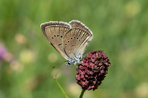Scarce large blue (Phengaris teleius) Note: Location somewhat obscured, since this is a strongly protected species according to the European Habitats Directive

German name: Heller Wiesenknopf-Ameisenbl&auml;uling

This is one of the type of Blue that depends on the presence of certain types of ants to complete its development. The larvae first feeds on great burnet (Sanguisorba officinalis), in German "Gro&szlig;er Wiesenknopf". Incidentally the very plant which this individual is sitting on.

After having fed on the flowers, the caterpillars let themselves be carried into an ants nest around the end of summer, where they are predators to the ant brood. Due to secretions produced by the caterpillar, the ants never suspect that they have a social parasite in their midst.
 Deutschland,Falter,Geotagged,Germany,Insekt,Phengaris teleius,Scarce large blue,Schmetterling,Summer,Tiere,butterfly,mariposa
