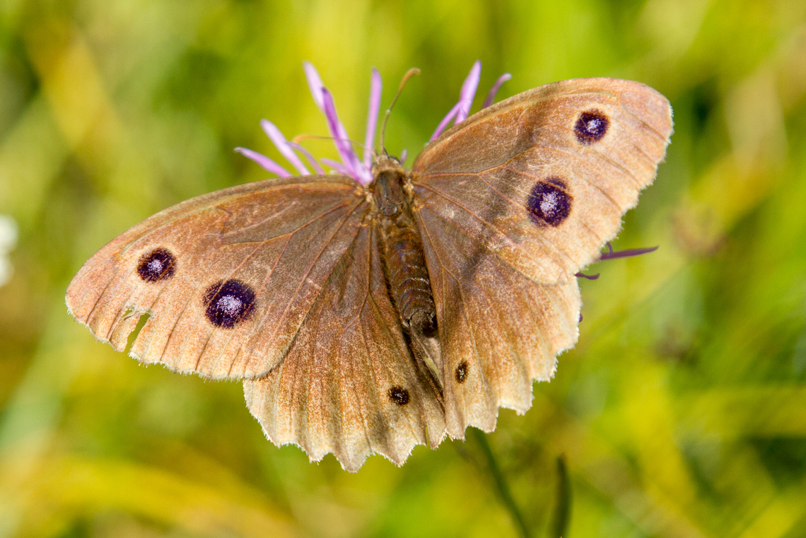 Female Dryad (Minois dryas ♀) DE: Blaukernauge From my archives&hellip;<br />
Shot in a moor habitat south of Munich; a spot we visited frequently over many years. Deutschland,Falter,Geotagged,Germany,Insekt,Minois dryas,Schmetterling,Summer,Tiere,butterfly,mariposa