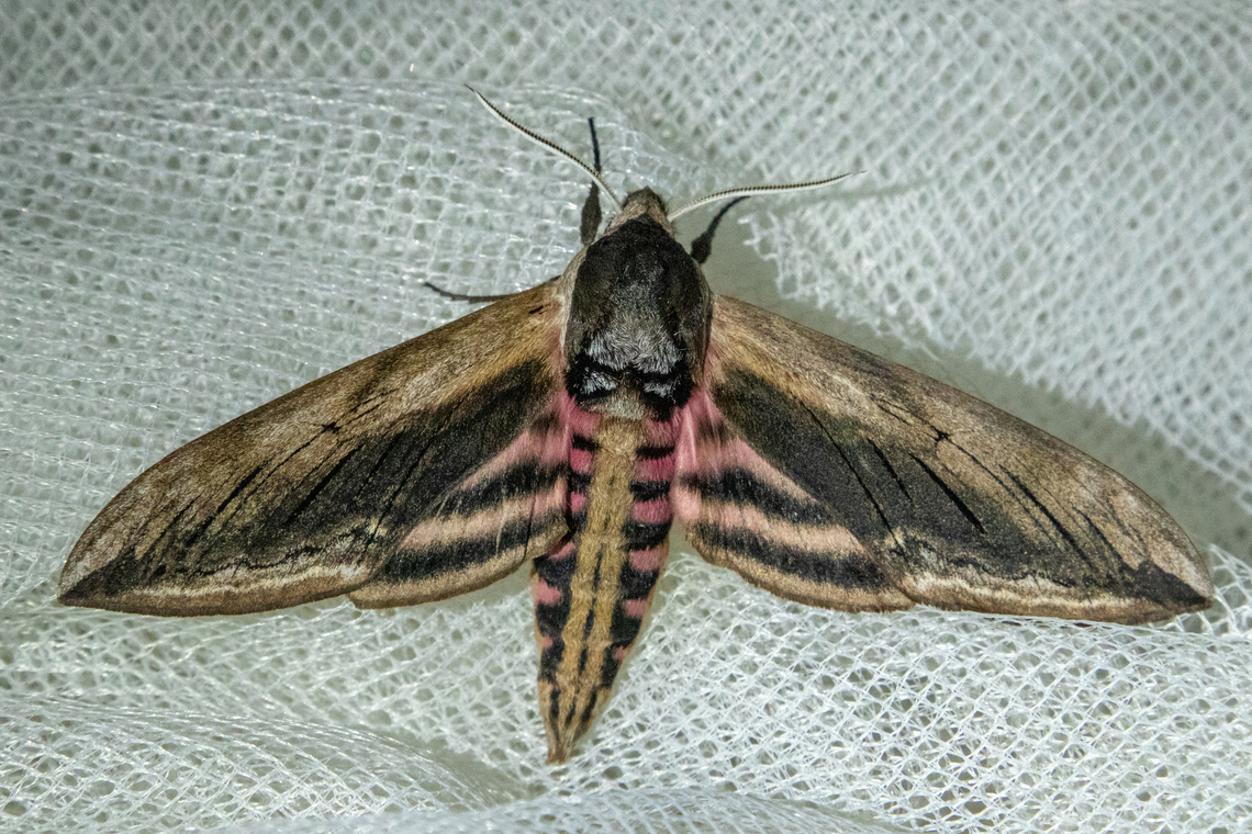 Privet hawk moth (Sphinx ligustri) From a nocturnal session with a light Falter,Geotagged,Germany,Privet hawk moth,Schmetterling,Sphinx ligustri,Spring,Tiere,butterfly,mariposa