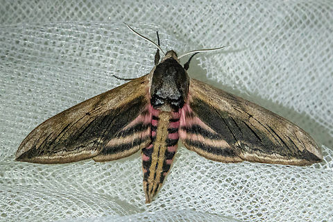 Privet hawk moth (Sphinx ligustri) From a nocturnal session with a light Falter,Geotagged,Germany,Privet hawk moth,Schmetterling,Sphinx ligustri,Spring,Tiere,butterfly,mariposa