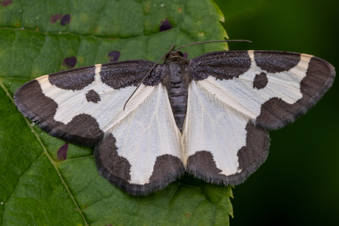 Clouded border moth (Lomaspilis marginata) The pattern is supposed to be imitating the shape and colourisation of bird droppings. Clouded border,Deutschland,Falter,Geotagged,Germany,Insekt,Lomaspilis marginata,Schmetterling,Spring,Tiere,butterfly,mariposa