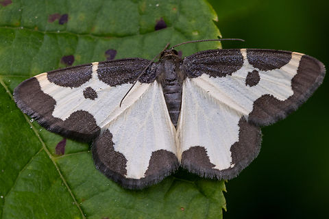 Clouded border moth (Lomaspilis marginata) The pattern is supposed to be imitating the shape and colourisation of bird droppings. Clouded border,Deutschland,Falter,Geotagged,Germany,Insekt,Lomaspilis marginata,Schmetterling,Spring,Tiere,butterfly,mariposa