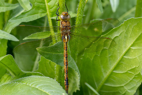 Green-eyed hawker (Aeshna isoceles) As I just read, not that common in Germany - a lucky find. Aeshna isoceles,Deutschland,Geotagged,Germany,Green-eyed hawker,Insekt,Libelle,Spring