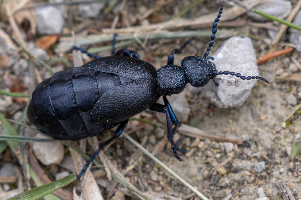 Black oil beetle (Meloe proscarabaeus) Not very common in Germany Black Oil Beetle,Deutschland,Geotagged,Germany,Insekt,Käfer,Meloe proscarabaeus,Spring,Tiere