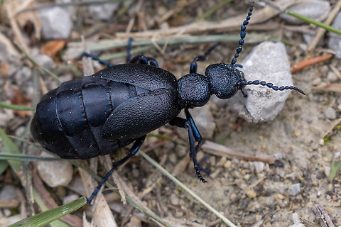 Black oil beetle (Meloe proscarabaeus) Not very common in Germany Black Oil Beetle,Deutschland,Geotagged,Germany,Insekt,Käfer,Meloe proscarabaeus,Spring,Tiere