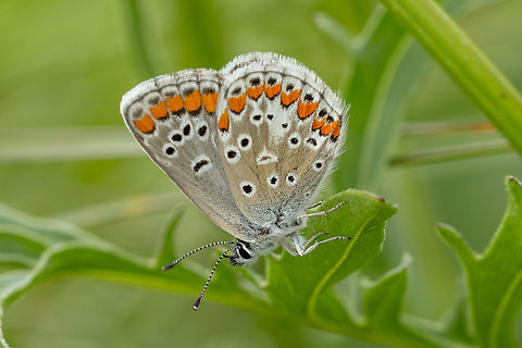 Brown Argus (Aricia agestis) ♀ From the Kaiserstuhl region.

The same individual seen from above:
https://www.jungledragon.com/image/160964/aricia_agestis.html Aricia agestis,Brown Argus,Deutschland,Falter,Geotagged,Germany,Insekt,Schmetterling,Spring,Tiere,butterfly,mariposa