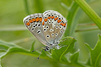 Brown Argus (Aricia agestis) ♀ From the Kaiserstuhl region.<br />
<br />
The same individual seen from above:<br />
https://www.jungledragon.com/image/160964/aricia_agestis.html Aricia agestis,Brown Argus,Deutschland,Falter,Geotagged,Germany,Insekt,Schmetterling,Spring,Tiere,butterfly,mariposa