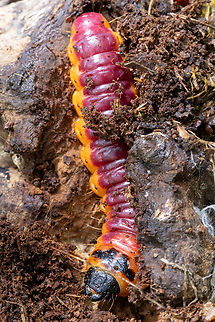 Goat moth caterpillar (Cossus cossus) From the Kaiserstuhl region.
Often these larvae feed on &ldquo;Goat Willow&rdquo; (Salix Caprea). This one however was busy gnawing through a piece of oak wood. Caterpillar,Cossus cossus,Deutschland,Falter,Geotagged,Germany,Goat moth,Insekt,Raupe,Schmetterling,Spring,Tiere,butterfly,mariposa