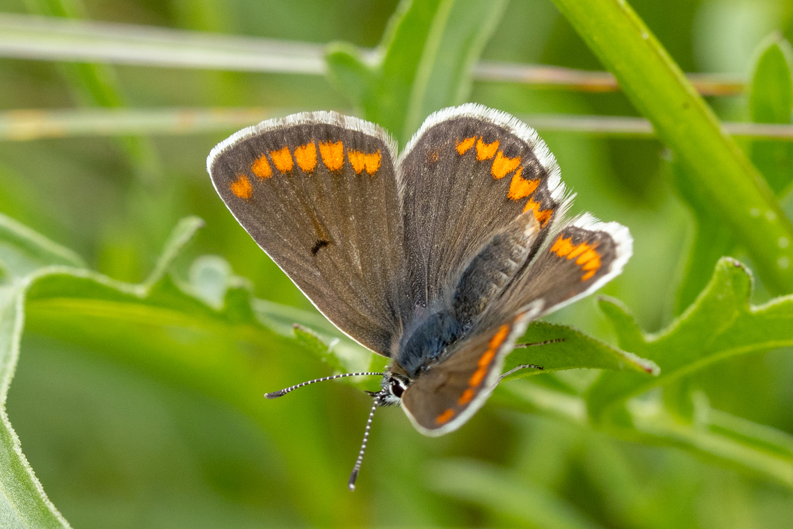 Brown Argus (Aricia agestis) upper side ♀ Underside of the same individual:<br />
<figure class="photo"><a href="https://www.jungledragon.com/image/160962/brown_argus_aricia_agestis_.html" title="Brown Argus (Aricia agestis) ♀"><img src="https://s3.amazonaws.com/media.jungledragon.com/images/8383/160962_thumb.jpg?AWSAccessKeyId=05GMT0V3GWVNE7GGM1R2&Expires=1759968010&Signature=a9skylLnfpZR5tL%2BA4tVNMMhfrE%3D" width="200" height="134" alt="Brown Argus (Aricia agestis) ♀ From the Kaiserstuhl region.<br />
<br />
The same individual seen from above:<br />
https://www.jungledragon.com/image/160964/aricia_agestis.html Aricia agestis,Brown Argus,Deutschland,Falter,Geotagged,Germany,Insekt,Schmetterling,Spring,Tiere,butterfly,mariposa" /></a></figure> Aricia agestis,Brown Argus,Deutschland,Falter,Geotagged,Germany,Insekt,Schmetterling,Spring,Tiere,butterfly,mariposa