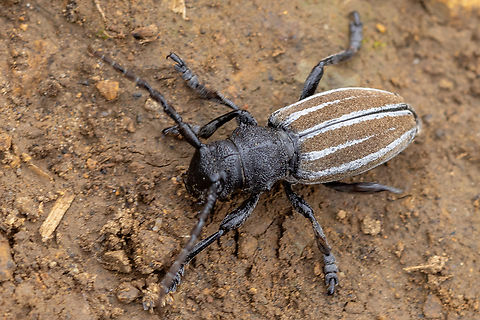 Dorcadion fuliginator From the Kaiserstuhl region
Syn: Iberodorcadion fuliginator
German name: Graufl&uuml;gliger Erdbock OR Variabler Erdbock Dorcadion fuliginator,Geotagged,Germany,Spring