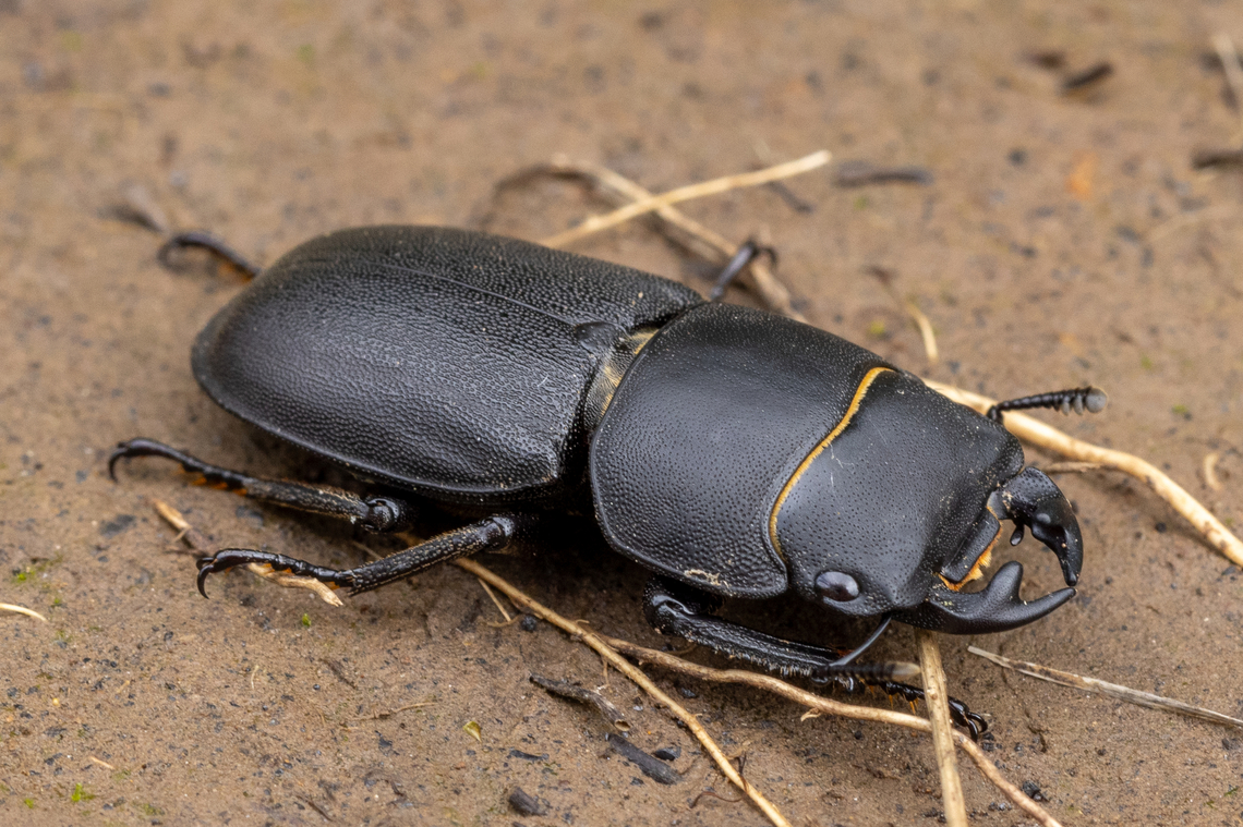 Lesser stag beetle (Dorcus parallelipipedus) Found crossing our path - in the Kaiserstul region Deutschland,Dorcus parallelipipedus,Geotagged,Germany,Insekt,Käfer,Lesser stag beetle,Spring,Tiere