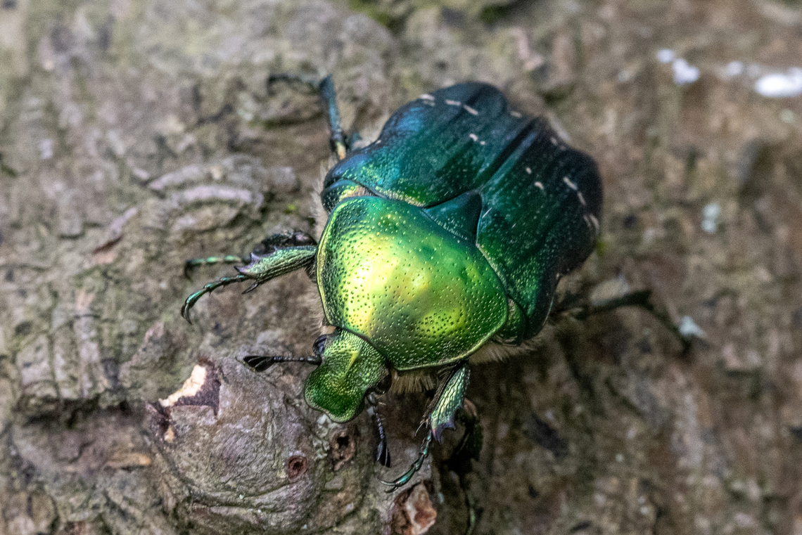 Rose chafer (Cetonia aurata) From the Kaiserstuhl region Cetonia aurata,Deutschland,Geotagged,Germany,Insekt,Käfer,Rose chafer,Spring,Tiere