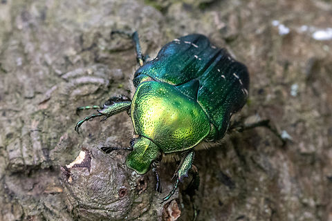 Rose chafer (Cetonia aurata) From the Kaiserstuhl region Cetonia aurata,Deutschland,Geotagged,Germany,Insekt,Käfer,Rose chafer,Spring,Tiere