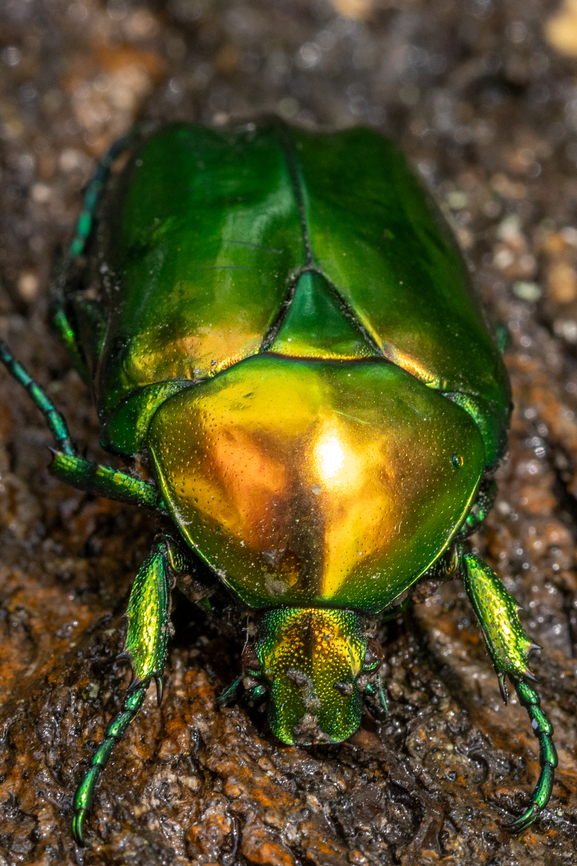 Protaetia speciosissima (DE: Gro&szlig;er Rosenk&auml;fer) Found dead (but still soft) on the path while hiking in the Kaiserstuhl region.<br />
The nomenclature is a bit complicated. On the German Wikipedia page (<a href="https://de.wikipedia.org/wiki/Gro&szlig;er_Rosenk&auml;fer)" rel="nofollow">https://de.wikipedia.org/wiki/Gro&szlig;er_Rosenk&auml;fer)</a> there is no link to the English version. The scientific name is given as:<br />
Protaetia speciosissima<br />
Formerly know also as Protaetia aeruginosa, although that name given by Linn&eacute; is no longer considered acurate.<br />
P. speciosissima is also the name under which it is listed a INaturalist:<br />
<a href="https://www.inaturalist.org/taxa/746753-Protaetia-speciosissima" rel="nofollow">https://www.inaturalist.org/taxa/746753-Protaetia-speciosissima</a> Big Rose-Chafer,Deutschland,Geotagged,Germany,Insekt,K&auml;fer,Protaetia speciosissima,Spring,Tiere