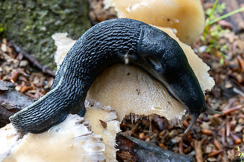 Ash-black slug (Limax cinereoniger) The largest known land slug. Apparently they can get significantly larger than this beauty.

Seen in a patch of mixed forest in the Kaiserstuhl region. Deutschland,Geotagged,Germany,Limax cinereoniger,Schnecke,Spring