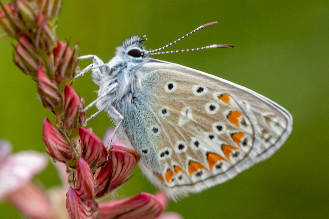 Chapmans Blue (Polyommatus thersites) From the Kiaserstuhl region.<br />
The German name &ldquo;Kleiner Esparsetten-Bl&auml;uling&rdquo; alludes to the common name of the plant family Onobrychis on which the larvae feed - incidentally, this individual is sitting on just such a plant. Chapmans Blue,Deutschland,Falter,Geotagged,Germany,Insekt,Polyommatus thersites,Schmetterling,Spring,Tiere,butterfly,mariposa