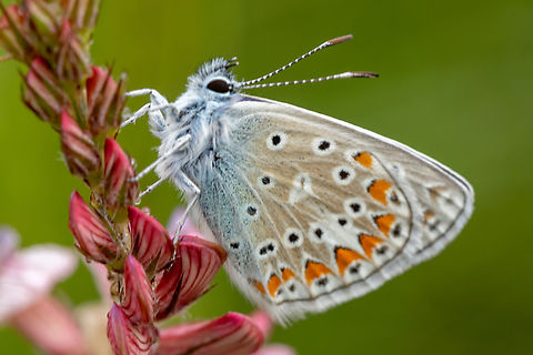 Chapmans Blue (Polyommatus thersites) From the Kiaserstuhl region.
The German name &ldquo;Kleiner Esparsetten-Bl&auml;uling&rdquo; alludes to the common name of the plant family Onobrychis on which the larvae feed - incidentally, this individual is sitting on just such a plant. Chapmans Blue,Deutschland,Falter,Geotagged,Germany,Insekt,Polyommatus thersites,Schmetterling,Spring,Tiere,butterfly,mariposa